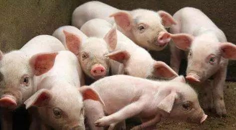 2021年上半年巴州区生猪出栏26.06万头