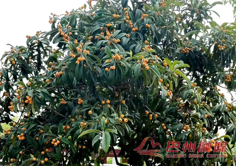 这些天，请不要嘲笑指拇儿焦黄的巴中人！”