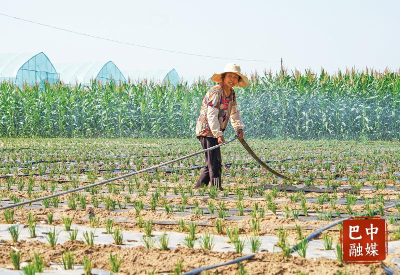 巴州區(qū)三江鎮(zhèn)：成為巴城“菜籃子”工程基地”