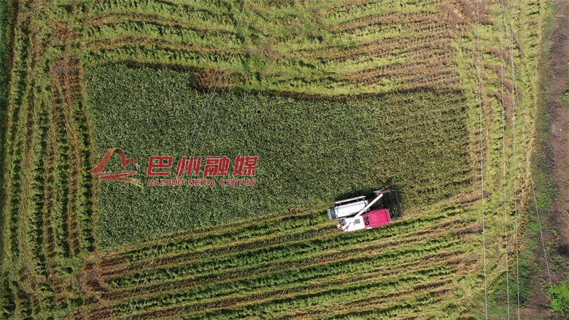 黑米香里说丰年：听，这是乡村振兴的“颗粒归仓”声