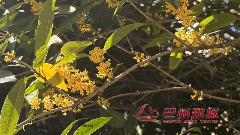 巴城的“头号香香”,申请出战!