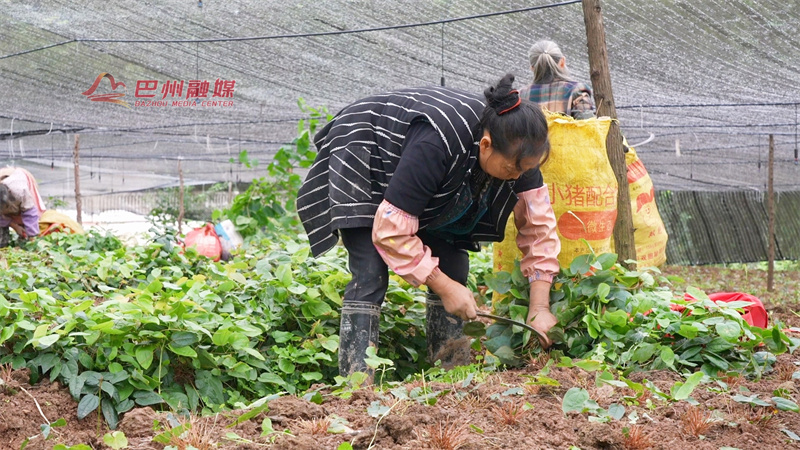 巴州区：药香满田垄 绘就中医药发展新画卷”