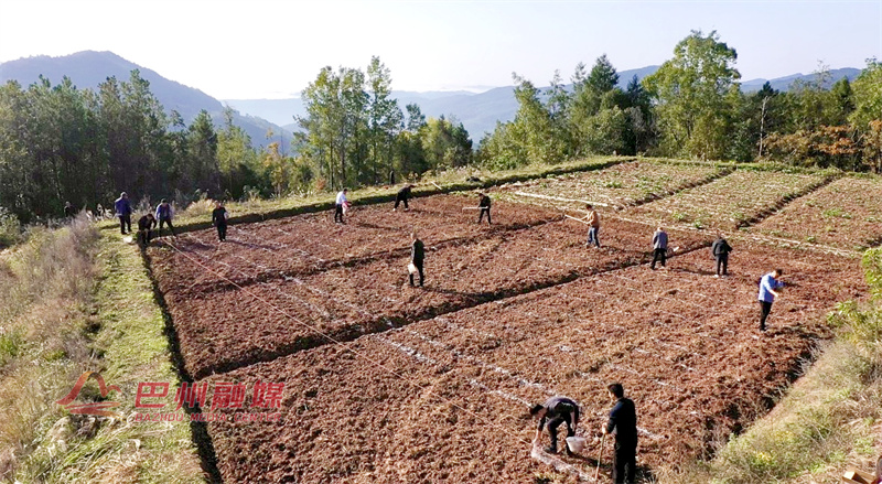 “订单农业”破难题 “头雁效应”作示范”