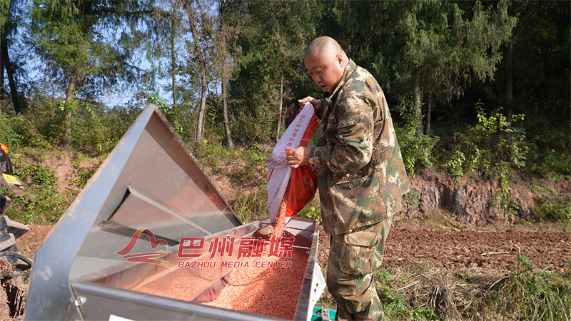 机械助丰收！小春播种尽显“科技范儿”