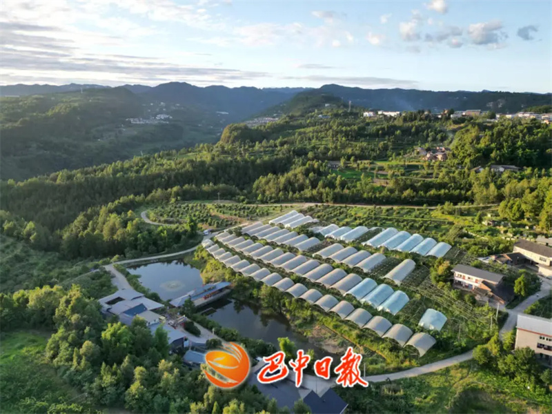 全省推介！巴中唯一，这个合作社有何过人之处？”