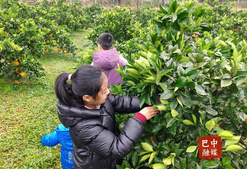 从枝头到舌尖！曾口繁荣村纽荷尔脐橙丰收啦