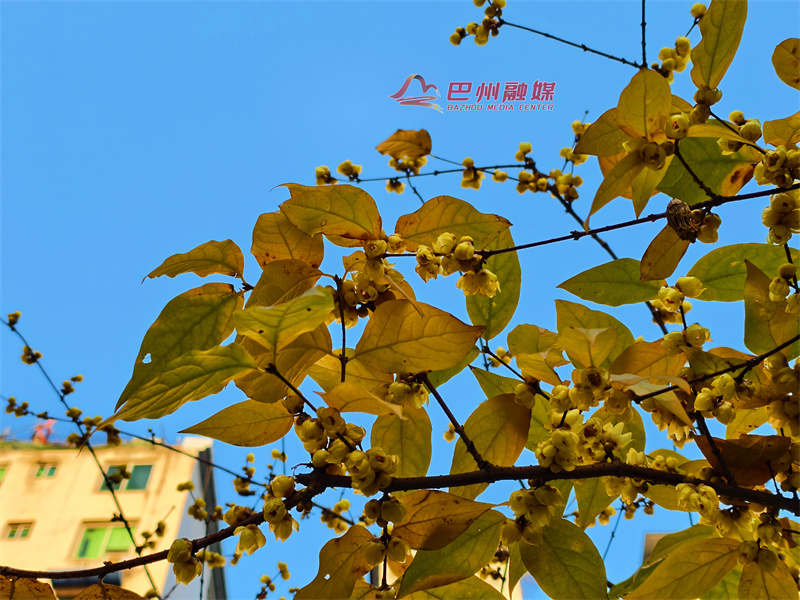 这么近“蜡”么美，尽在巴城！