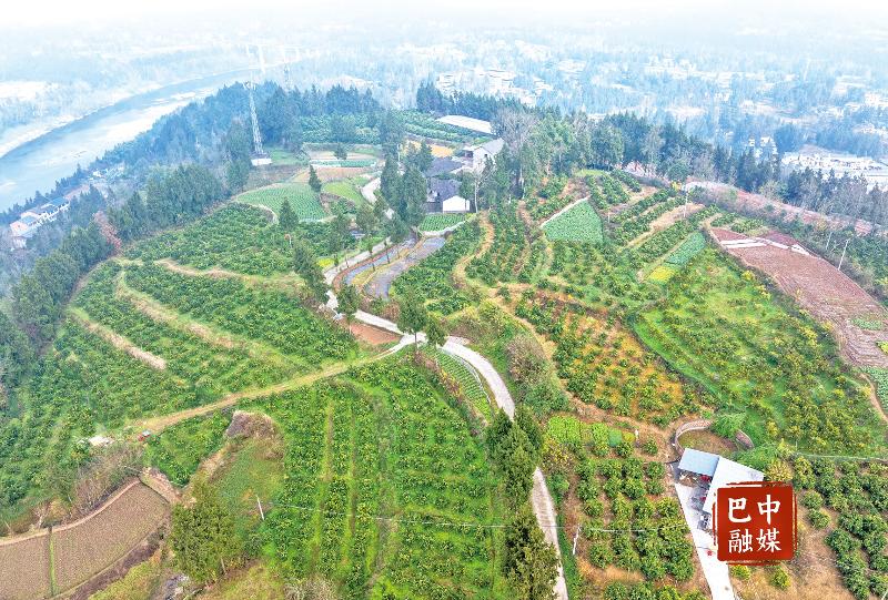 巴州区曾口镇繁荣村百亩脐橙种植园迎丰收