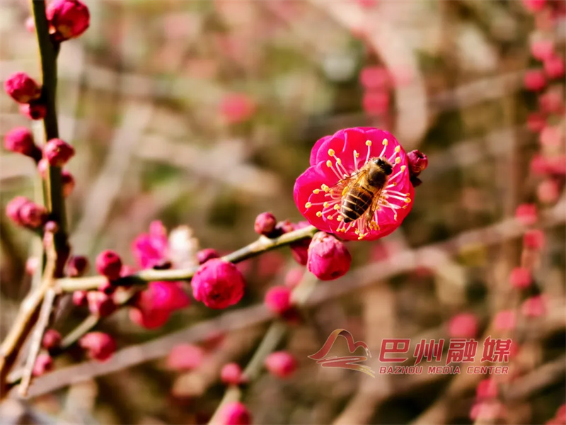 不知道，巴城的梅花很曼妙~