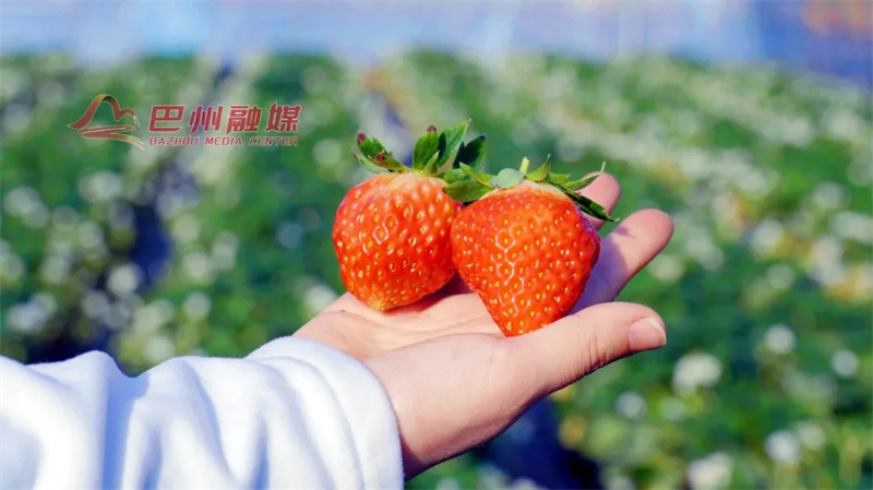 川Y大军听令！快到苏山坪摘草莓啦