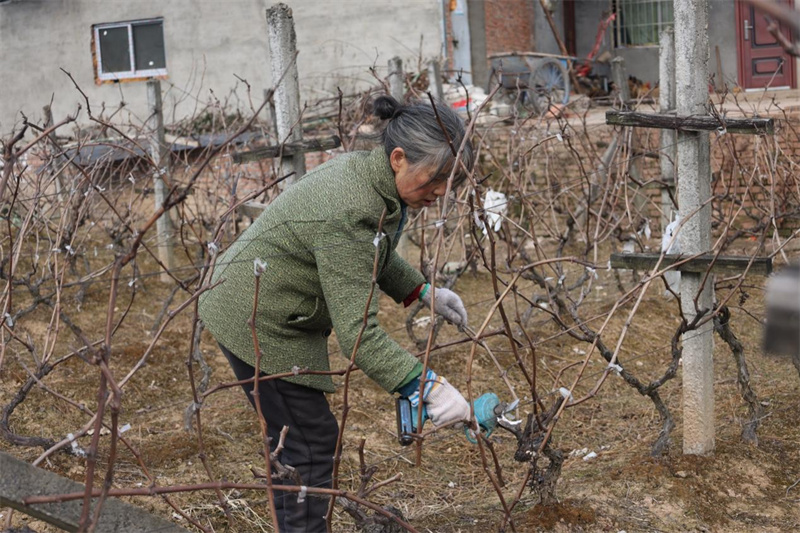 葡萄修枝忙 腊肉飘香四方