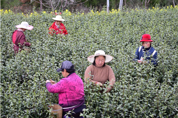 巴州区清江镇：阳春三月茶芬芳 春茶丰收民致富