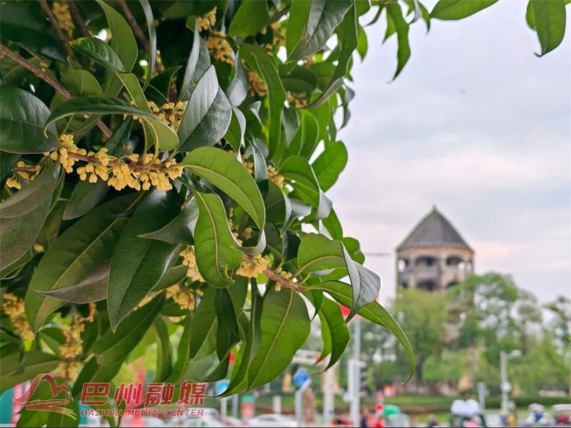 沁人心脾的秋日限定——桂花香”