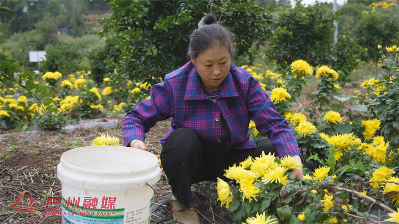 【万千气象看巴州】遍地是“黄金”！金丝皇菊开出“致富花”