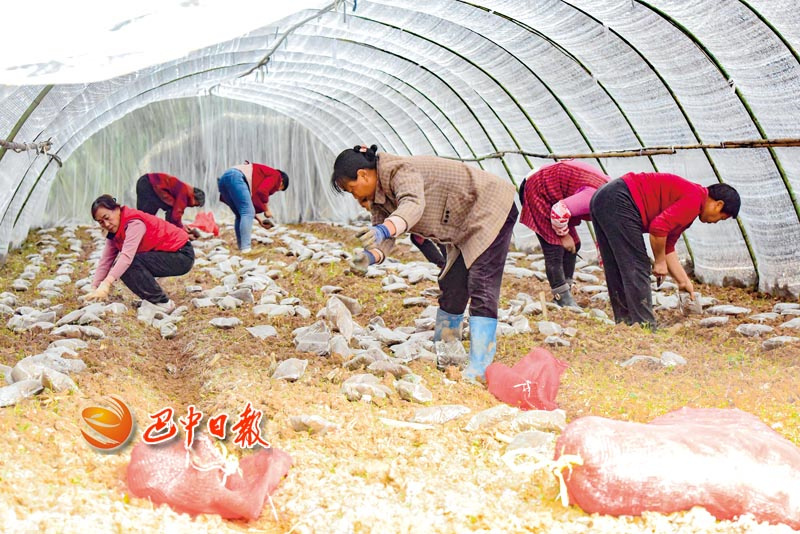 种植羊肚菌 让“冬闲田”成“增收田”