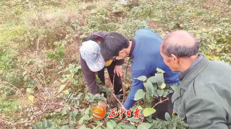 玉堂街道古楼山村：金银花里产“金银”