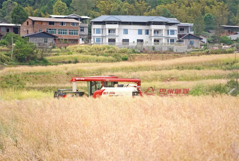 咔嚓！苏山村第一镰油菜收割现场直击→”