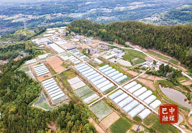 巴州区玉堂街道：“蔬”写现代农业新篇