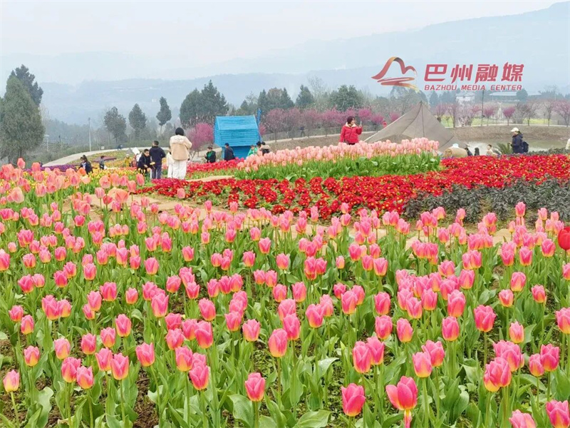 他用十年将荒山变花海！这个春天，一起去打卡→