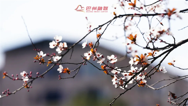 我宣布，巴城的花花上班了！”