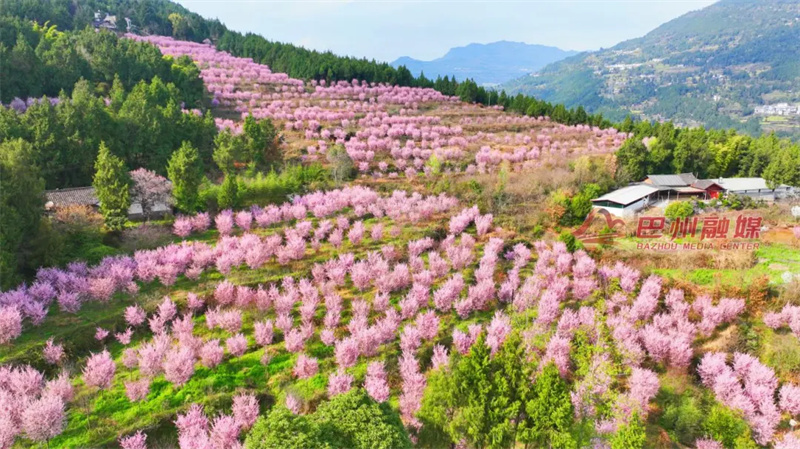 盛花期已到！春天都“桃”到巴州来啦