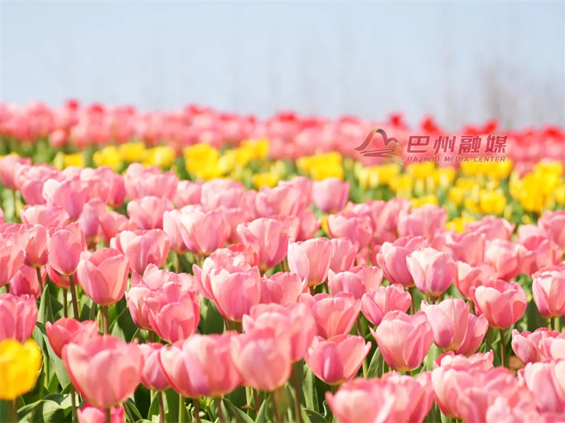 巴中版“莫奈花园”！这里的花开满了”