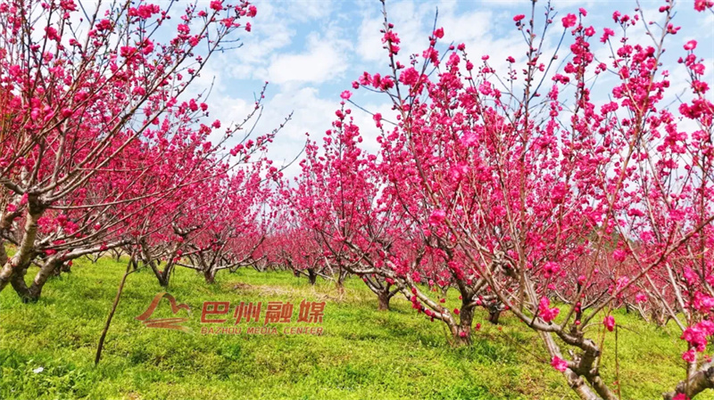 赏桃花的事，放心来苏山坪就对了！