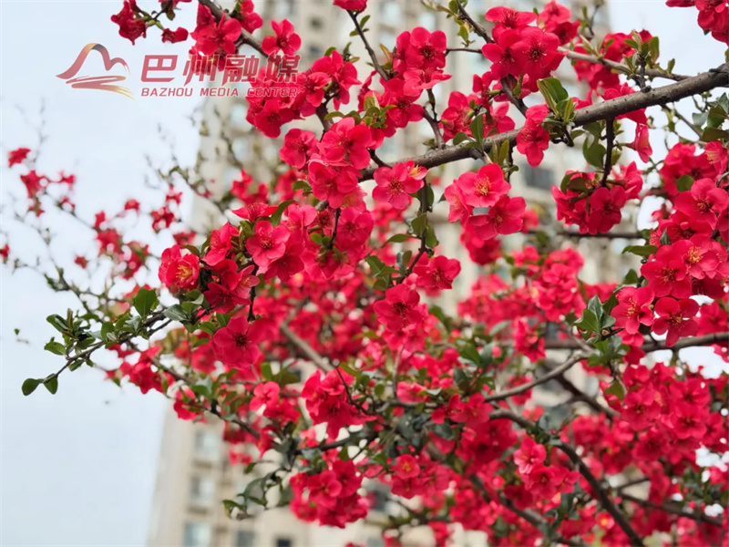 也就拍了999张吧！巴州的花花到底谁看得够啊？”