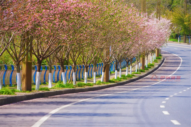 美成啥样了！被天星桥的海棠硬控了整个春天”