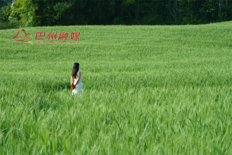 去清江看麦浪，当个事儿办！