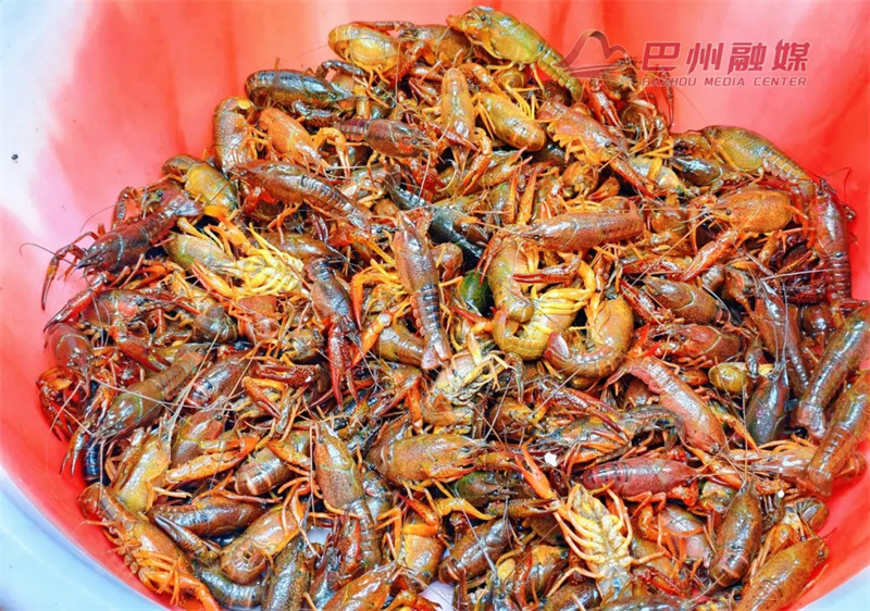 小龙虾上市了！巴中人先吃上了！”