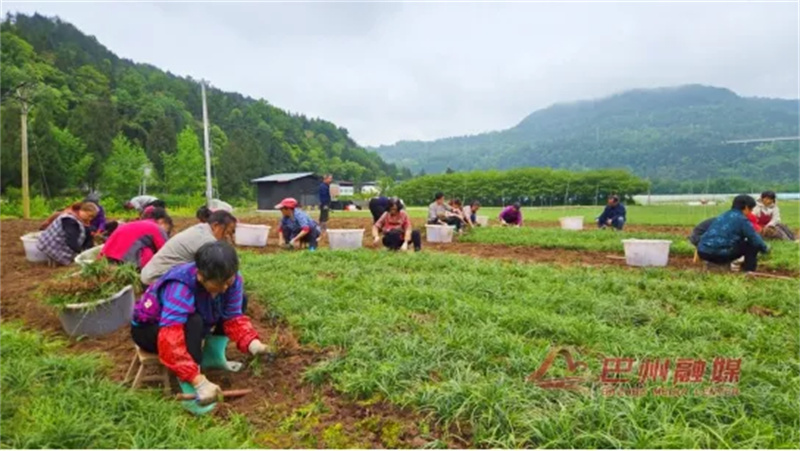 药粮双收 麦冬铺就致富路