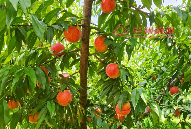 六月果飘香 桃子进入采摘期