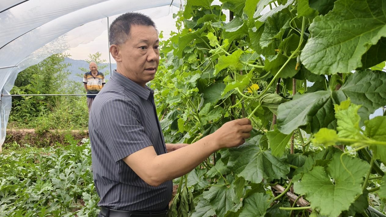 “市场缺啥，咱就种啥”
