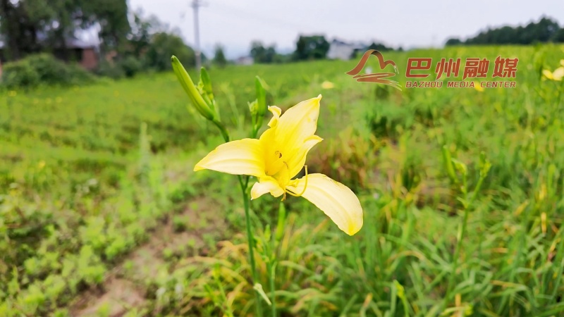 大罗黄花的含金量还在上升