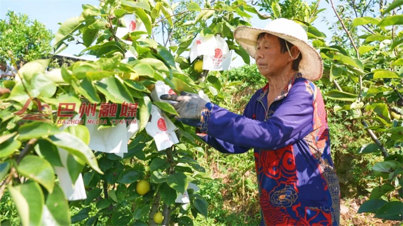 热热热！清甜的梨子已经在枝头等你啦